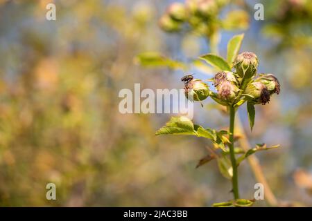 Eine Fliege sitzt auf einer Hagebutte auf einem grünen Busch. Stockfoto