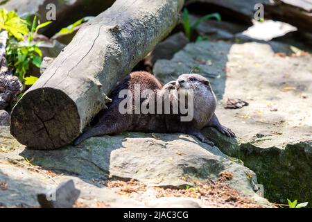 Kleiner Fischotter - Amblonyx Cinerea in seinem natürlichen Lebensraum in der Natur. Der Otter badet im Wasser. Stockfoto