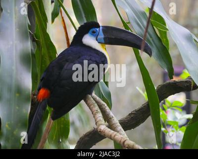 Kanallukan (Ramphastos vitellinus), der auf einem Ast eines Baumes sitzt Stockfoto