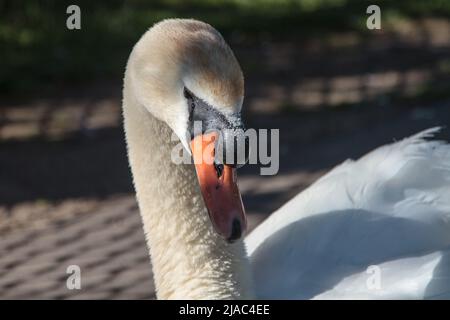 Männlich (Cob) Mute Swan (Cygnus olor) Stockfoto