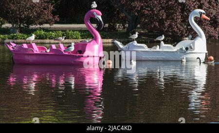 Schwanenförmiges Pedalo Stockfoto