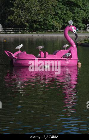 Schwanenförmiges Pedalo Stockfoto