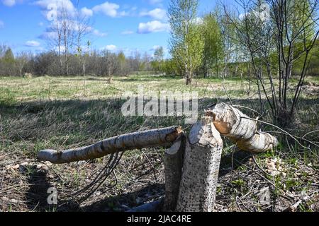 Bäume, die von Bibern genagt wurden. Beweise für das Leben der Biber im Nationalpark. Stockfoto