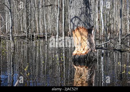 Bäume, die von Bibern genagt wurden. Beweise für das Leben der Biber im Nationalpark. Stockfoto