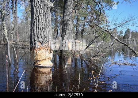 Bäume, die von Bibern genagt wurden. Beweise für das Leben der Biber im Nationalpark. Stockfoto