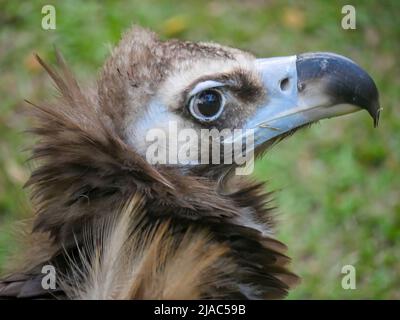 Der Geier (Aegypius monachus) ist ein großer Raubgeier, der auch als Schwarzgeier, Mönchsgeier und Eurasischer Schwarzgeier bekannt ist, der im Park herumstreift Stockfoto