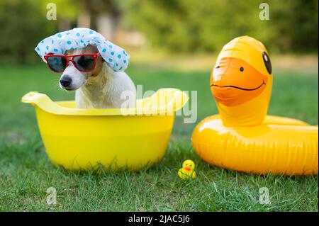 Hundejacker russell Terrier in einer Duschhaube und Sonnenbrille nimmt ein Bad auf dem Rasen. Stockfoto