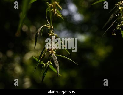 Kalkutta, Indien. 28.. Mai 2022. Eine männliche zweigestreifte Springer (Telamonia dimidiata) Spinne wird in asiatischen tropischen Regenwäldern gefunden, versteckt sich in Tarnung in den Marihuana- oder Ganja-Blättern, um in Kalkata Beute zu fangen. (Foto von Soumyabrata Roy/Pacific Press) Quelle: Pacific Press Media Production Corp./Alamy Live News Stockfoto