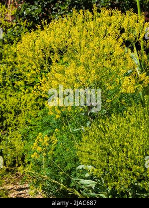 Masse von gelben Blüten der zweijährigen Kraut und blauen Farbstoff produsing Dyer Waid, Isatis tinctoria Stockfoto