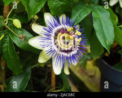 Verzierte blaue und weiße Blume der exotischen Ranken-Kletterleidenschaft Passiflora caerulea Stockfoto