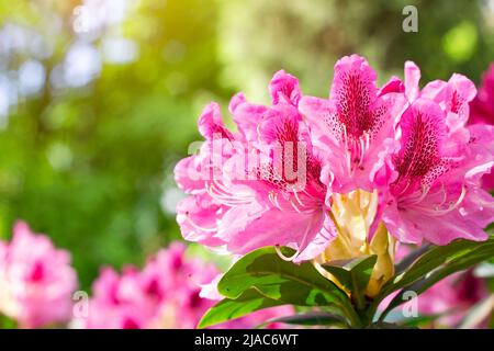 Leuchtend rosa Rhododendron-Hybridum im Frühling blühende, kosmopolitische Blüten mit grünen Blättern im Garten. Stockfoto