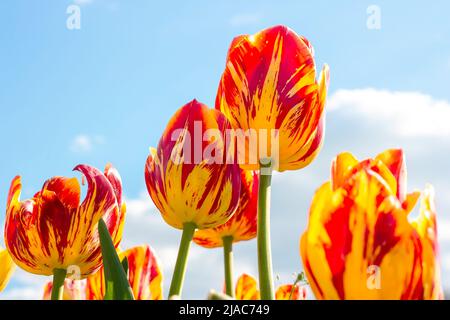 Leuchtend rote, orange und gelb blühende Tulpenblüten auf dem Feld im Frühjahr gegen den blauen Himmel. Stockfoto