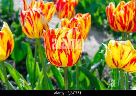 Leuchtend rote, orange und gelb blühende Tulpenblüten auf dem Feld im Frühjahr gegen den blauen Himmel. Stockfoto