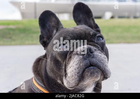 Schwarze französische Bulldogge, erbärmlich nachschlagen. Große lustige Ohren Drehen des Kopfes, um Nahrung bitten Stockfoto