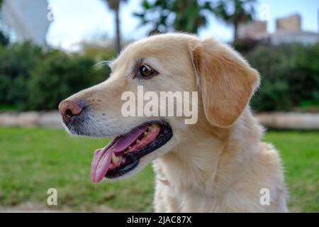 labrador Retriever Hund Porträt offenen Mund verschwommen Hintergrund Stockfoto