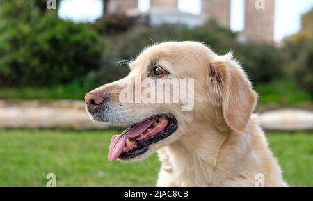 Gelber labrador Retriever auf grünem Rasen im Outdoor Park Stockfoto