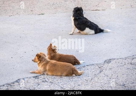 Obdachlose streunende Hunde liegen auf der Straße, trauriger verlassene Hund einsam auf der Stadtstraße. Stockfoto