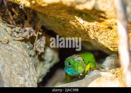 Europäische grüne Eidechse zeigt sich aus ihrem Loch Stockfoto