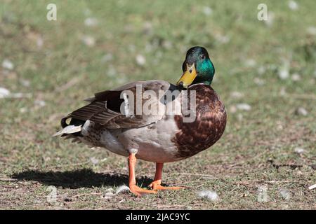 Erwachsene männliche Mallard Duck stand auf Gras Stockfoto