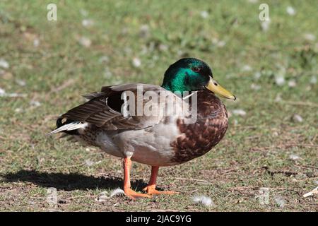 Erwachsene männliche Mallard Duck stand auf Gras Stockfoto