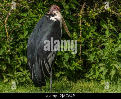 Leptoptilos Vogel in der Nähe von grünen Busch auf gree Gras im Frühjahr sonnigen Tag Stockfoto