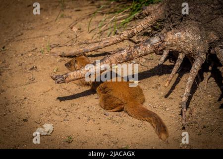 Cynictis penicillata Tier unter Holzwurzeln auf orangefarbenem Sand im Frühling sonnigen Tag Stockfoto