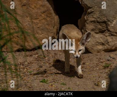 Fennec auf heissem Sand in der Nähe von Steinen und kleinem Nest in Loch Stockfoto