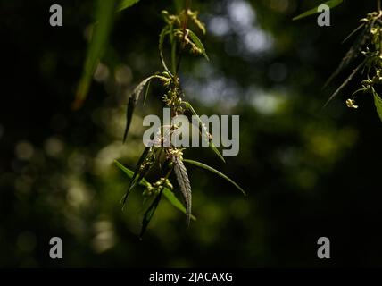 Kalkutta, Westbengalen, Indien. 28.. Mai 2022. Eine männliche zweigestreifte Springer (Telamonia dimidiata) Spinne wird in asiatischen tropischen Regenwäldern gefunden, versteckt sich in Tarnung in den Marihuana- oder Ganja-Blättern, um in Kalkata Beute zu fangen. (Bild: © Soumyabrata Roy/Pacific Press via ZUMA Press Wire) Stockfoto