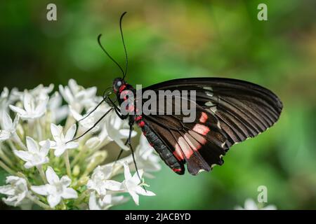 Ein Schmetterling aus dem Herzrachen, der Nektar aus Blumen sammelt. Stockfoto