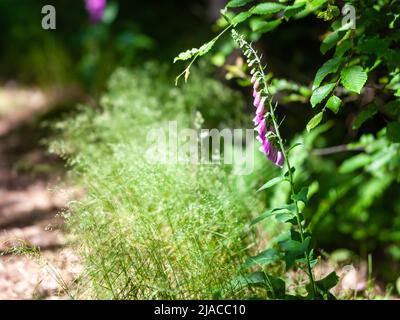 Rotfuchshandschuh (Digitalis purpurea) im Wald. Stockfoto