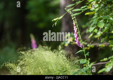 Rotfuchshandschuh (Digitalis purpurea) im Wald. Stockfoto