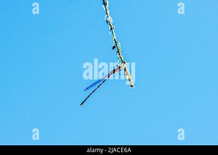 Eine Schmalflügelige Damselfliege, die auf Blättern in Sydney, New South Wales, Australien, besiedelt ist (Foto: Tara Chand Malhotra) Stockfoto