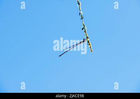 Eine Schmalflügelige Damselfliege, die auf Blättern in Sydney, New South Wales, Australien, besiedelt ist (Foto: Tara Chand Malhotra) Stockfoto