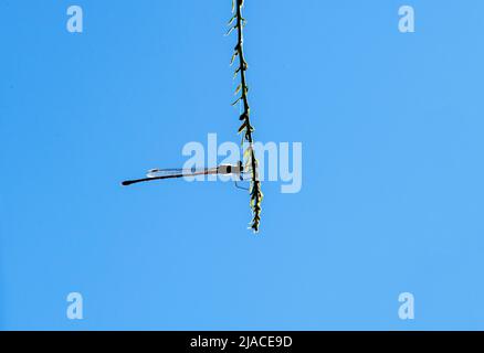 Eine Schmalflügelige Damselfliege, die auf Blättern in Sydney, New South Wales, Australien, besiedelt ist (Foto: Tara Chand Malhotra) Stockfoto