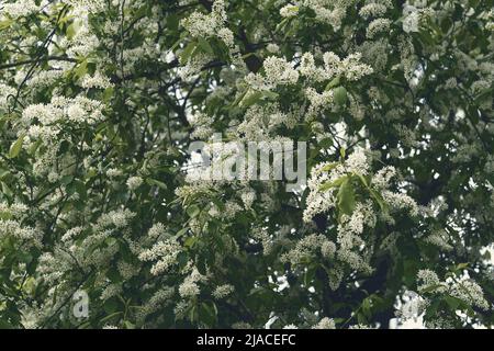Getöntes Foto von Vogelkirschbaum in Blüte. Blühender Prunus Avium Baum mit weißen kleinen Blüten. Stockfoto