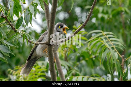 Ein lauter Bergmann (Manorina melanocephala) auf einem Baum in Sydney, NSW, Australien (Foto: Tara Chand Malhotra) Stockfoto