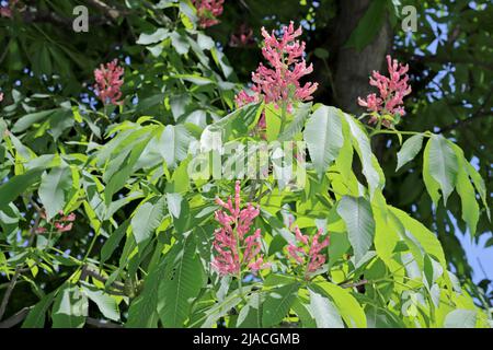 Blühender roter Pferd-Kastanienbaum, Aesculus Carne Stockfoto