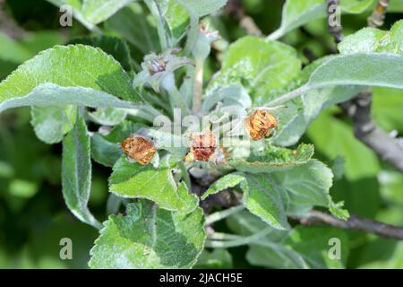 Anthonomus pomorum oder der Apfelblütenkäfer ist ein großer Schädling der Apfelbäume Malus domestica. Beschädigte Apfelbaumknospe. Stockfoto