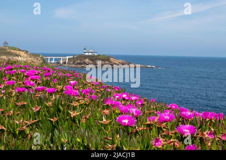 Carpobrotus edulis oder hottentot-Feige oder saure Feige oder Eispflanze oder Autobahneispflanze mit leuchtend rosa Blüten in der Nähe des Ribadeo Leuchtturms, Galicien, Spanien Stockfoto