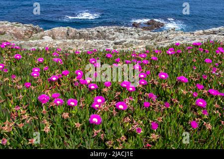 Eispflanze oder carpobrotus edulis oder hottentot-Feige oder saure Feige oder Autobahneispflanze mit leuchtend rosa Blüten am Meeresufer im Frühjahr Stockfoto