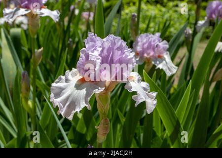 Bärtige Iris-Sorte blüht mit Flieder-Standards, leichten Fliederfällen und Korallenbart. Stockfoto