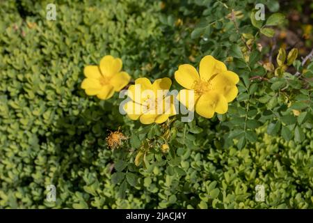 Österreichische Briar oder persische gelbe Rose oder rosa foetida Zweig mit hellen Blüten Stockfoto