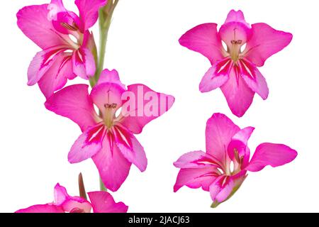 Gladiolus communis oder östlicher Gladiolus oder gemeine Maisfahne leuchtend rosa Blüten isoliert auf Weiß Stockfoto