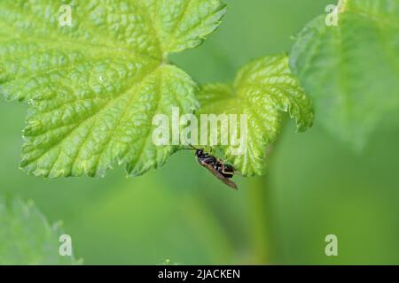 Gewöhnliche Stachelbeere-Sägeblatt Pristiphora appendiculata, die Eier in ein Johannisbeerblatt legt. Dieser Schädling kann Stachelbeerpflanzen schnell entlaubigen. Stockfoto