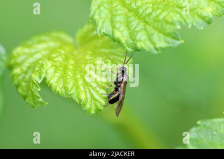 Gewöhnliche Stachelbeere-Sägeblatt Pristiphora appendiculata, die Eier in ein Johannisbeerblatt legt. Dieser Schädling kann Stachelbeerpflanzen schnell entlaubigen. Stockfoto