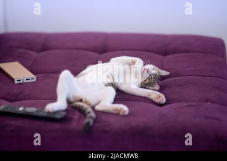 Kätzchen schläft auf ihrem Rücken neben einer Fernbedienung und einem usb-Ladegerät Stockfoto