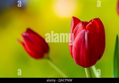 Rote Tulpen auf einem weichen, unscharfen Hintergrund im Nahbereich Stockfoto