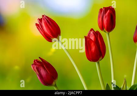Rote Tulpen auf einem weichen, unscharfen Hintergrund im Nahbereich Stockfoto