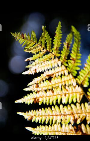 Padley Gorge Ancient Woodland, Derbyshire Sheffield South Yorkshire, Waldfoto, Waldboden, Großbritannien Stockfoto