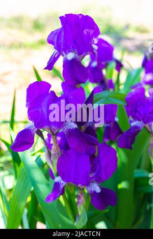 Blaue germanische Iris blüht im Garten. Wachsende Zierpflanzen. Stockfoto